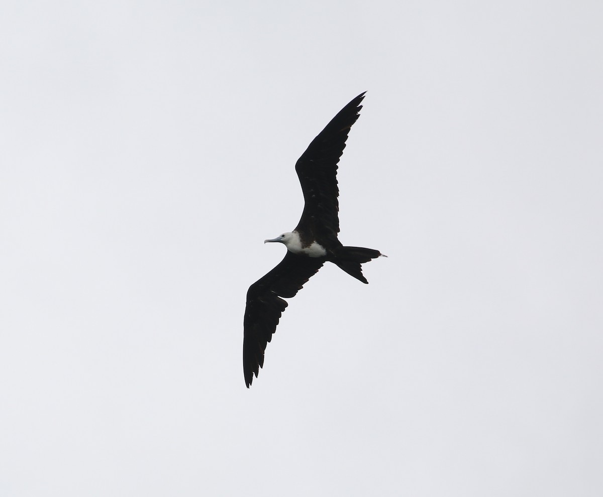 Magnificent Frigatebird - ML67289611