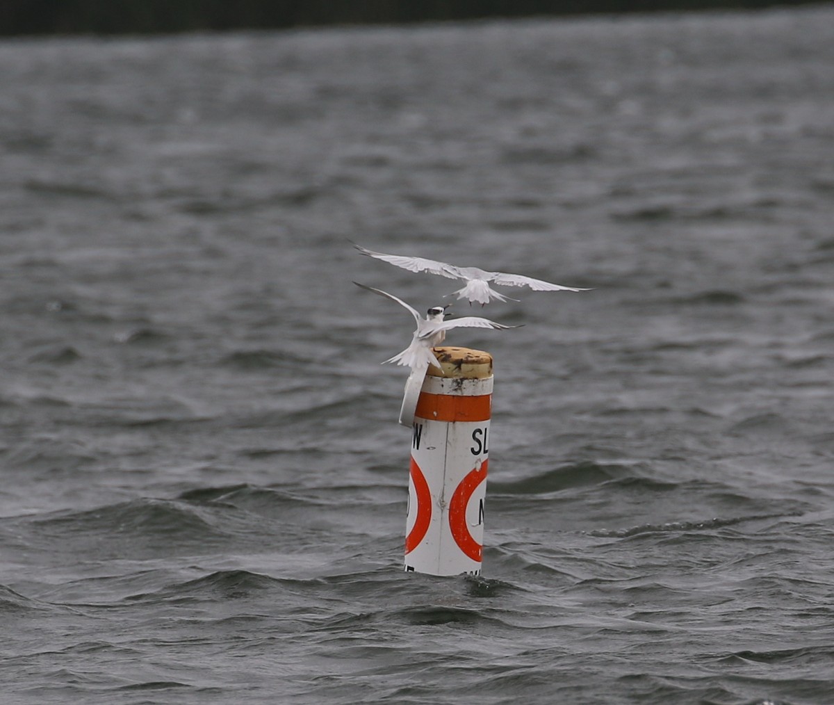 Sandwich Tern - ML67289741