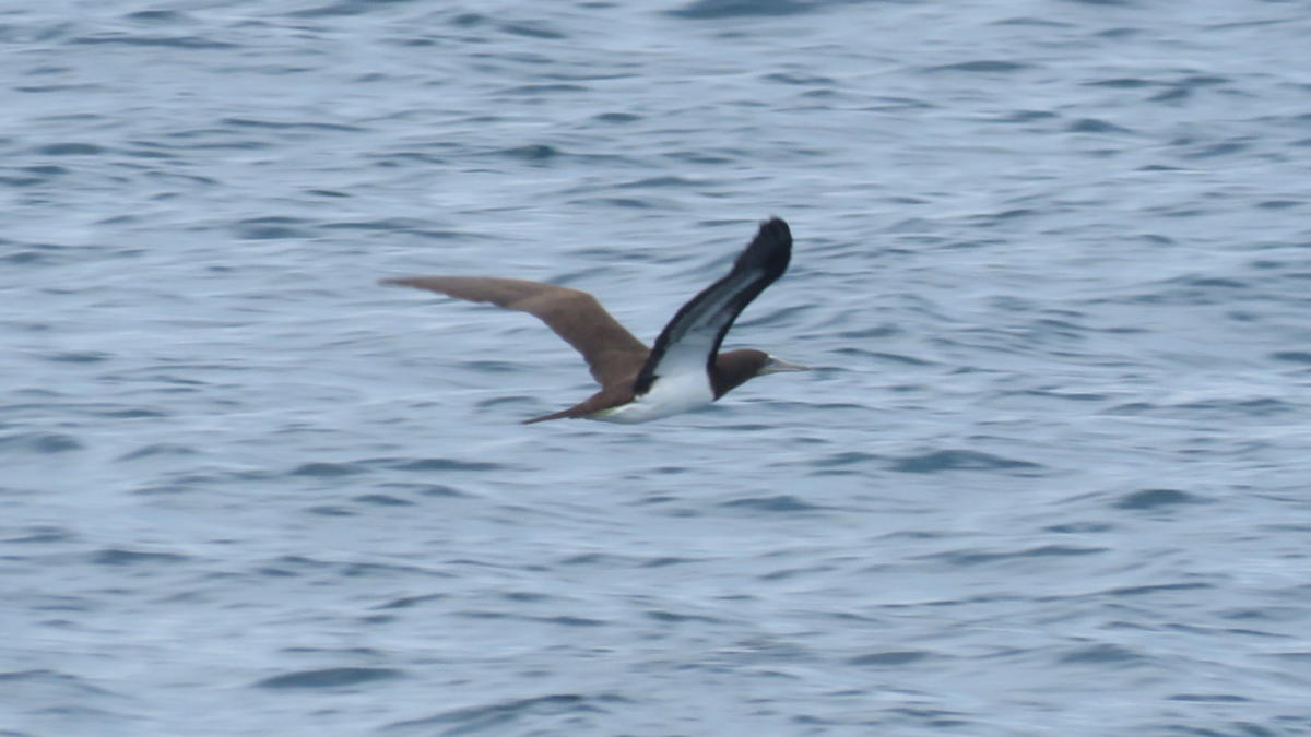 Brown Booby - ML67292311