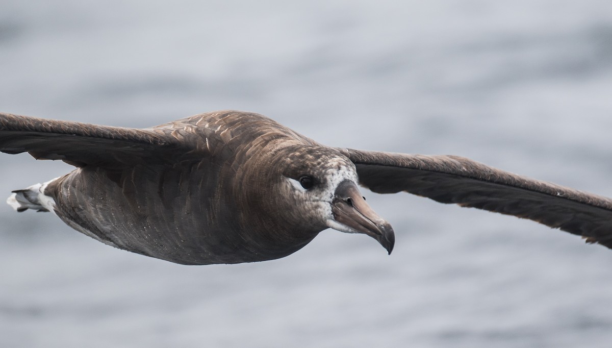 albatros černonohý - ML67294031