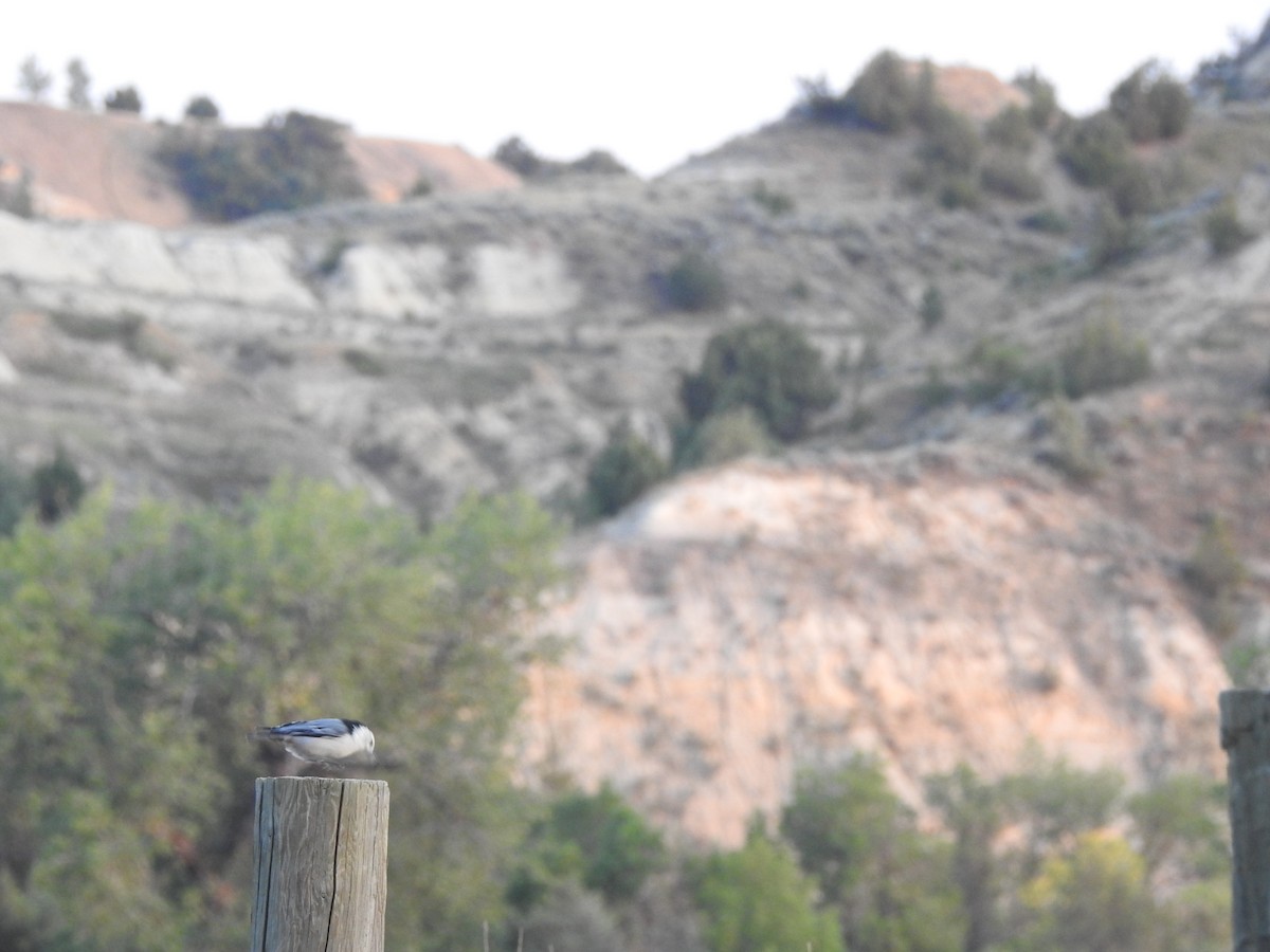 White-breasted Nuthatch - Dale Heinert