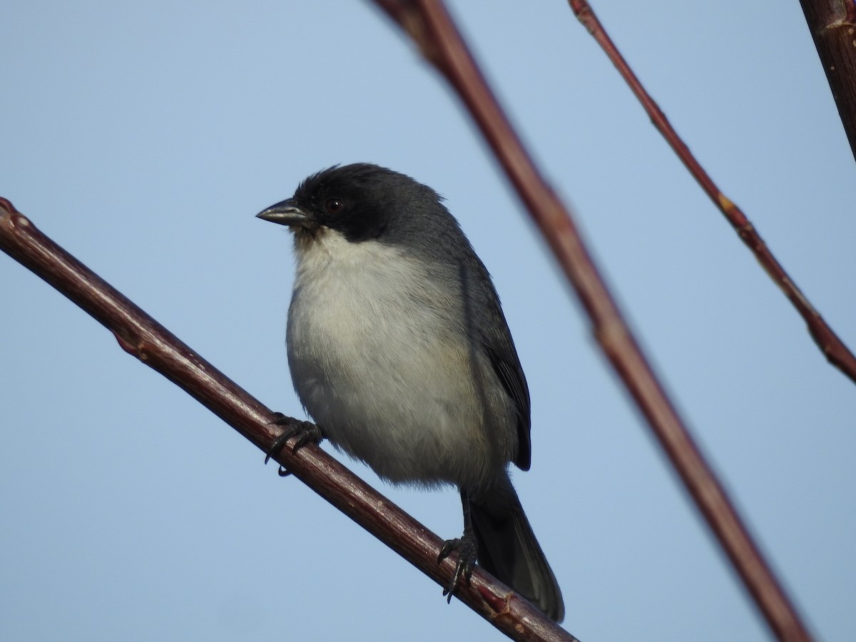 Black-capped Warbling Finch - Carlos Crocce