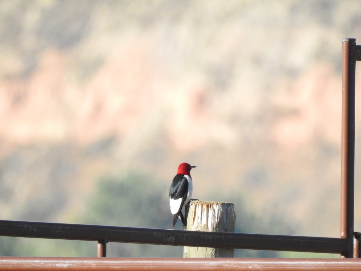 Red-headed Woodpecker - Dale Heinert