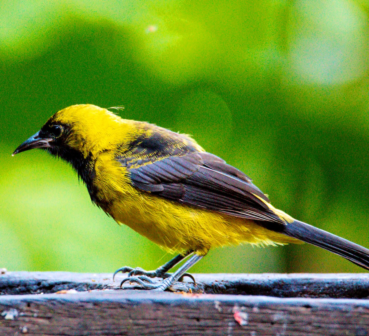 eBird Checklist - 17 Jul 2017 - La Quinta de Sarapiquí­ Lodge - 14 species