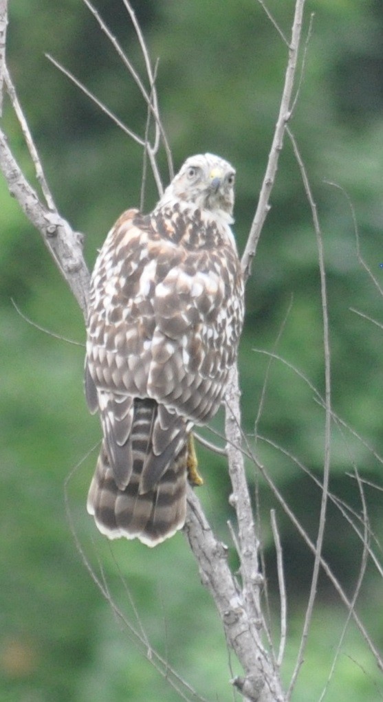 Red-shouldered Hawk - ML67297621