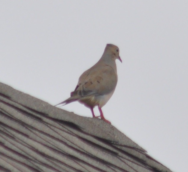 Mourning Dove - ML67297651