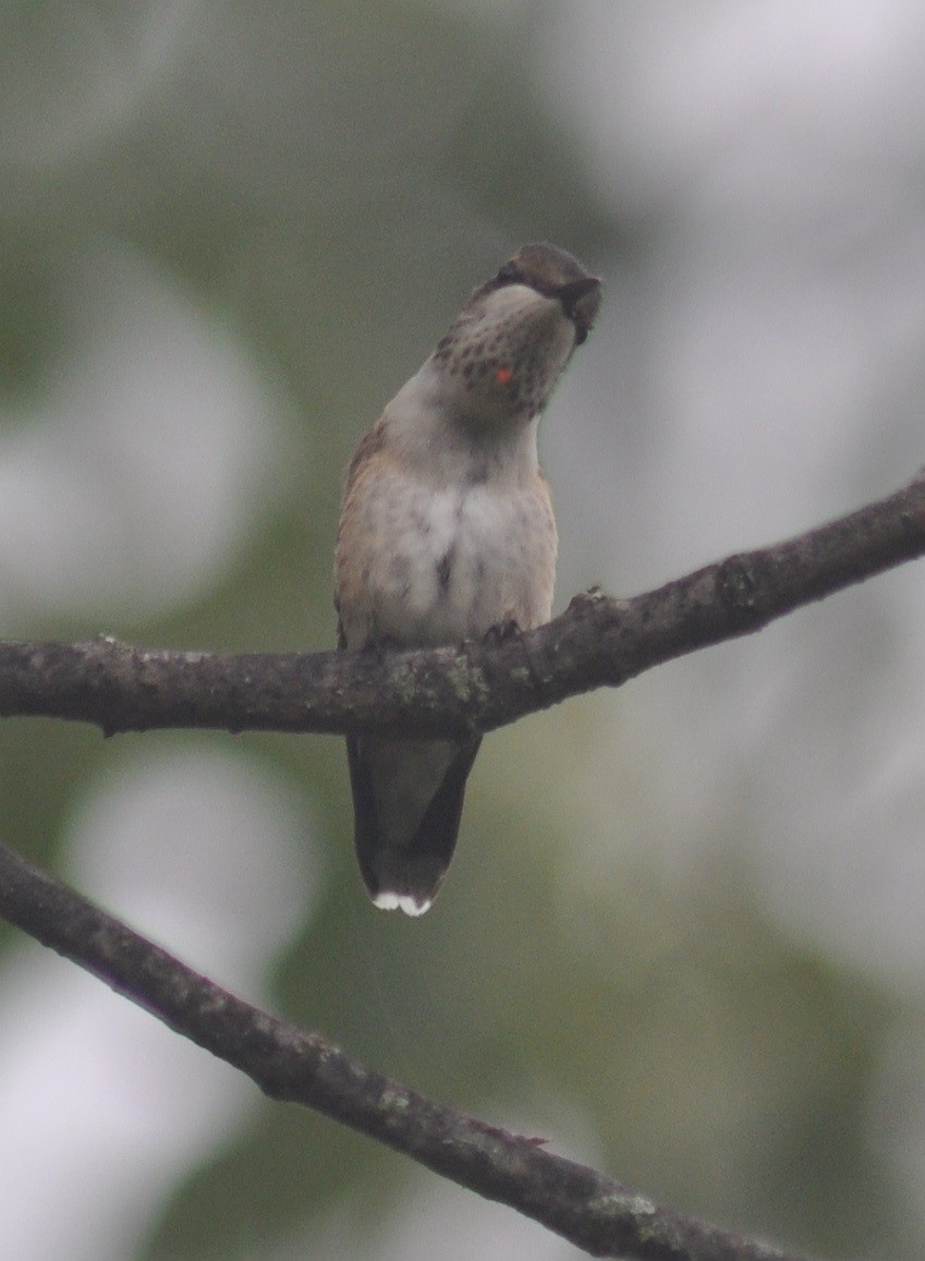 Colibrí Gorjirrubí - ML67297691