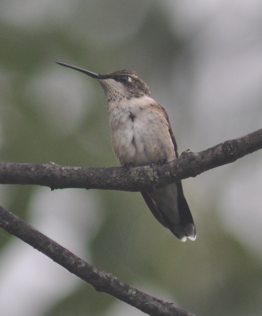 Ruby-throated Hummingbird - ML67297721