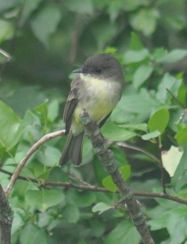 Eastern Phoebe - ML67297921