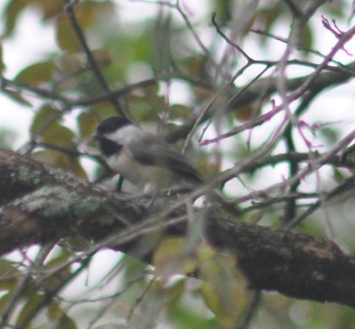 Carolina Chickadee - ML67297991