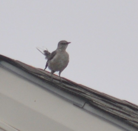 Northern Mockingbird - ML67298031