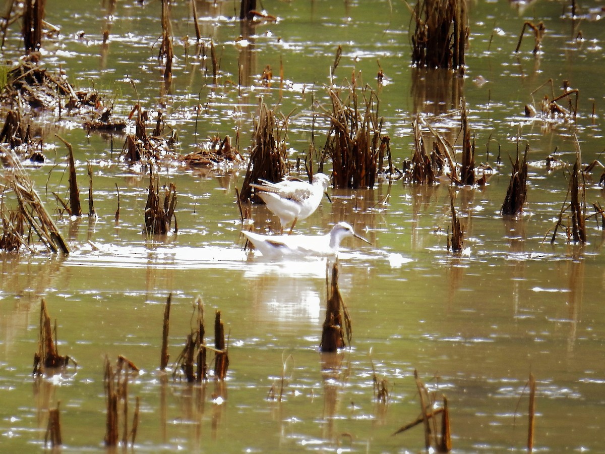 Wilson's Phalarope - ML67298651