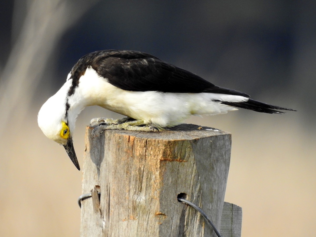 White Woodpecker - Carlos Crocce