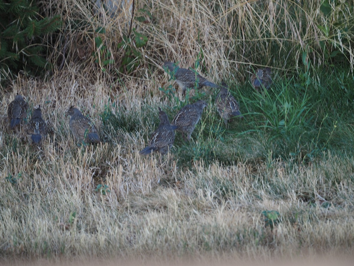 California Quail - Lonnie Somer