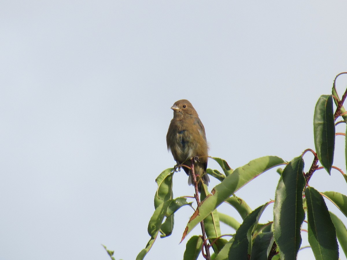 Indigo Bunting - ML67300141
