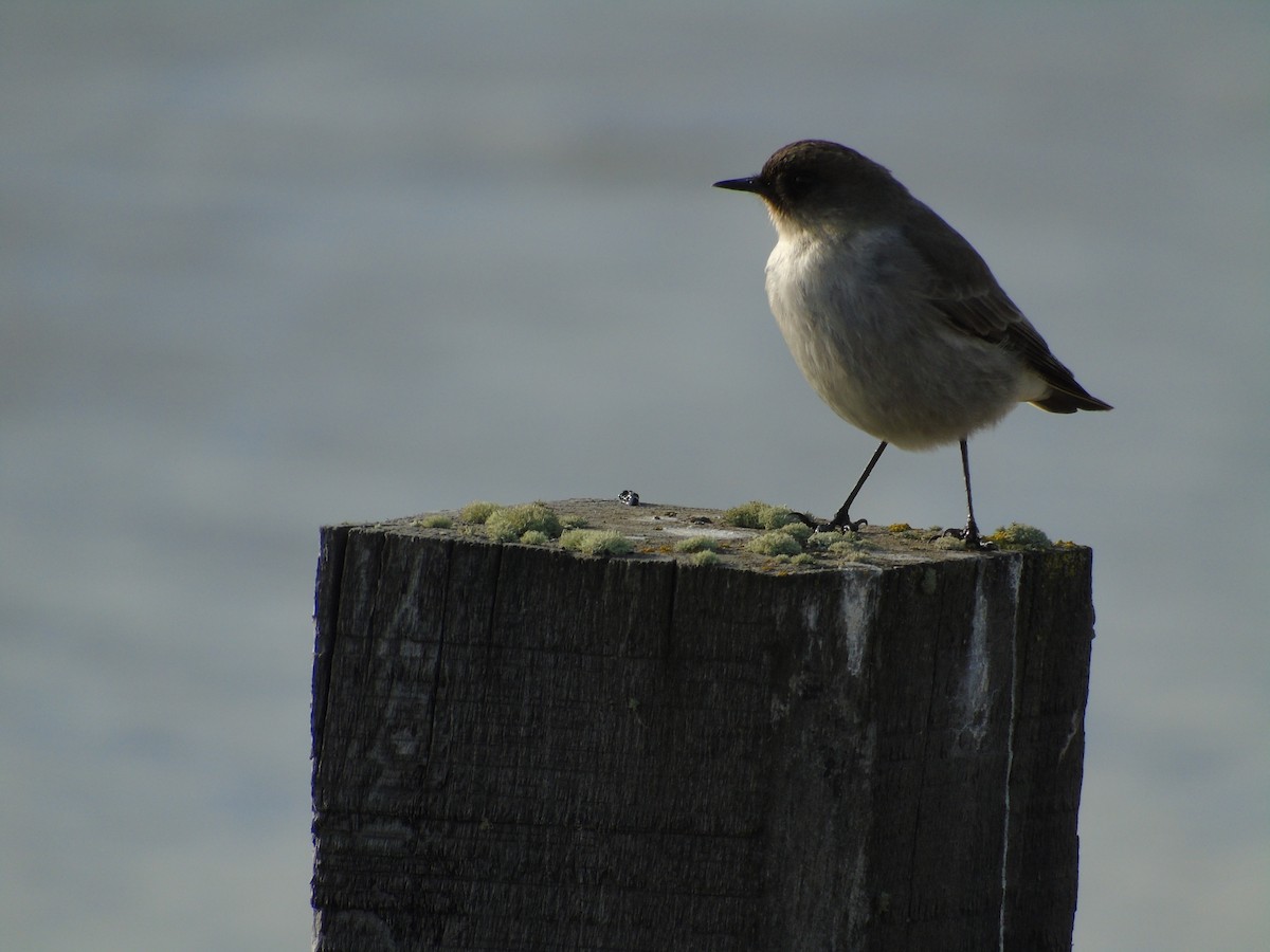 Dark-faced Ground-Tyrant - ML67301861