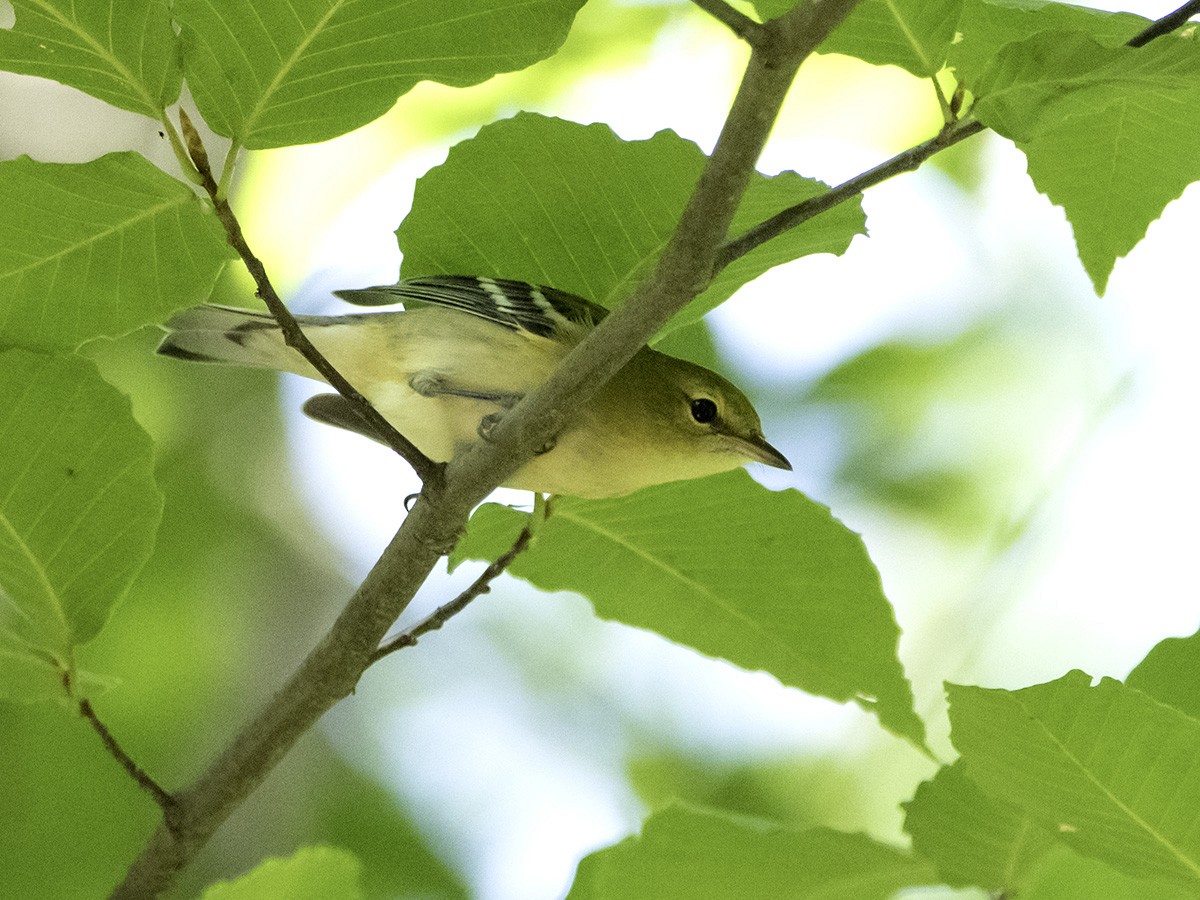 Bay-breasted Warbler - Marianne Taylor
