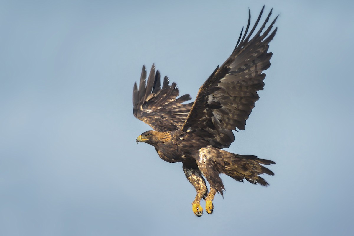 Aquila reale - ML67302351