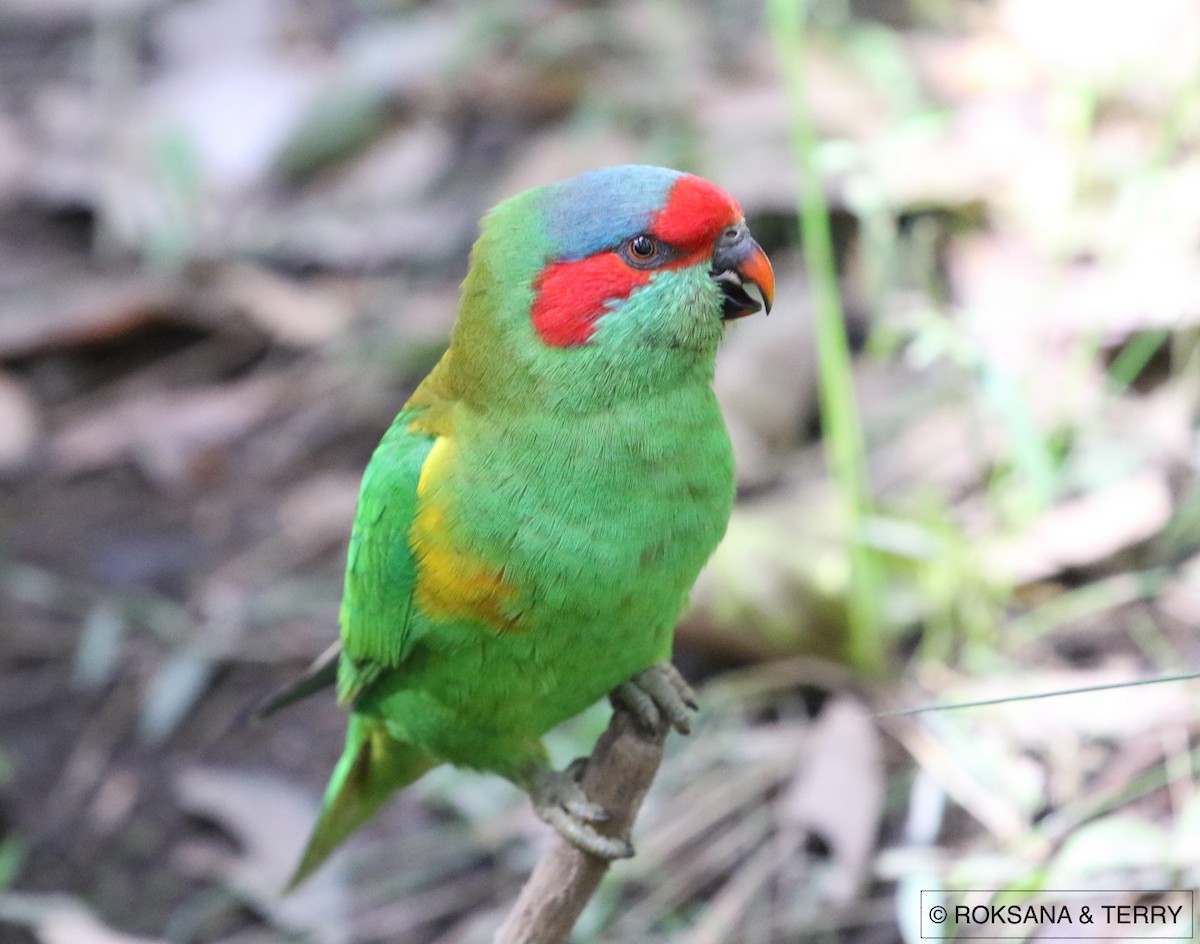 Musk Lorikeet - Roksana and Terry