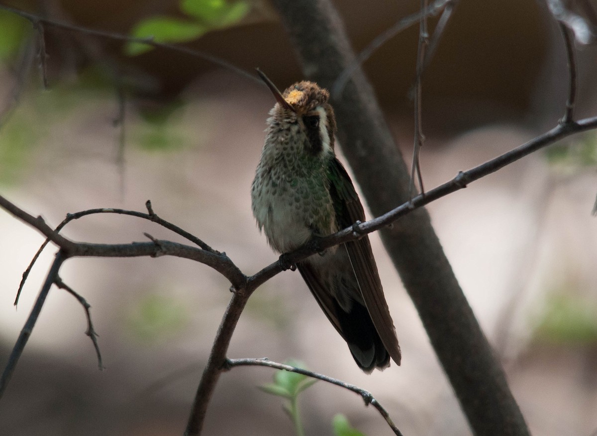 kolibřík bělouchý - ML67304971