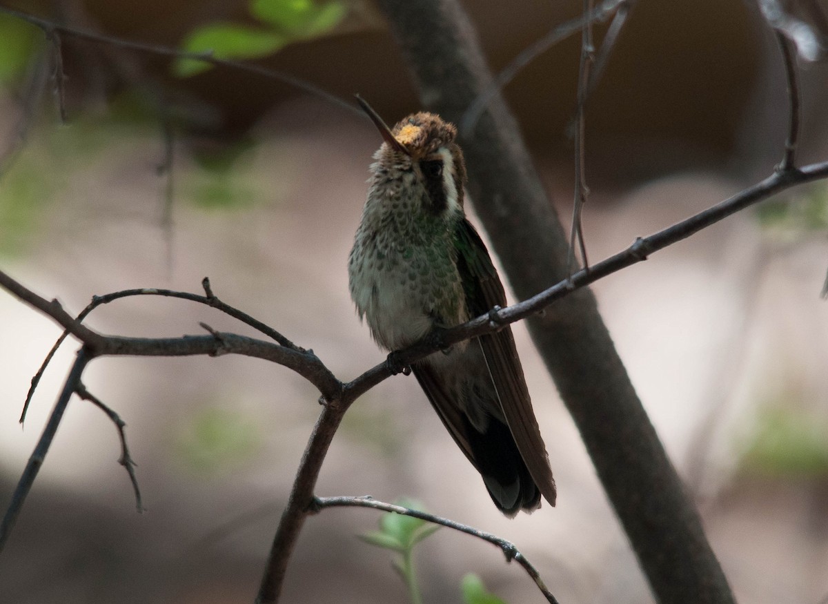 White-eared Hummingbird - ML67304971