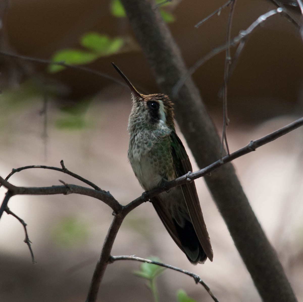 kolibřík bělouchý - ML67304981
