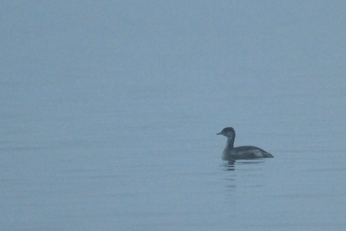 Horned Grebe - ML67308321