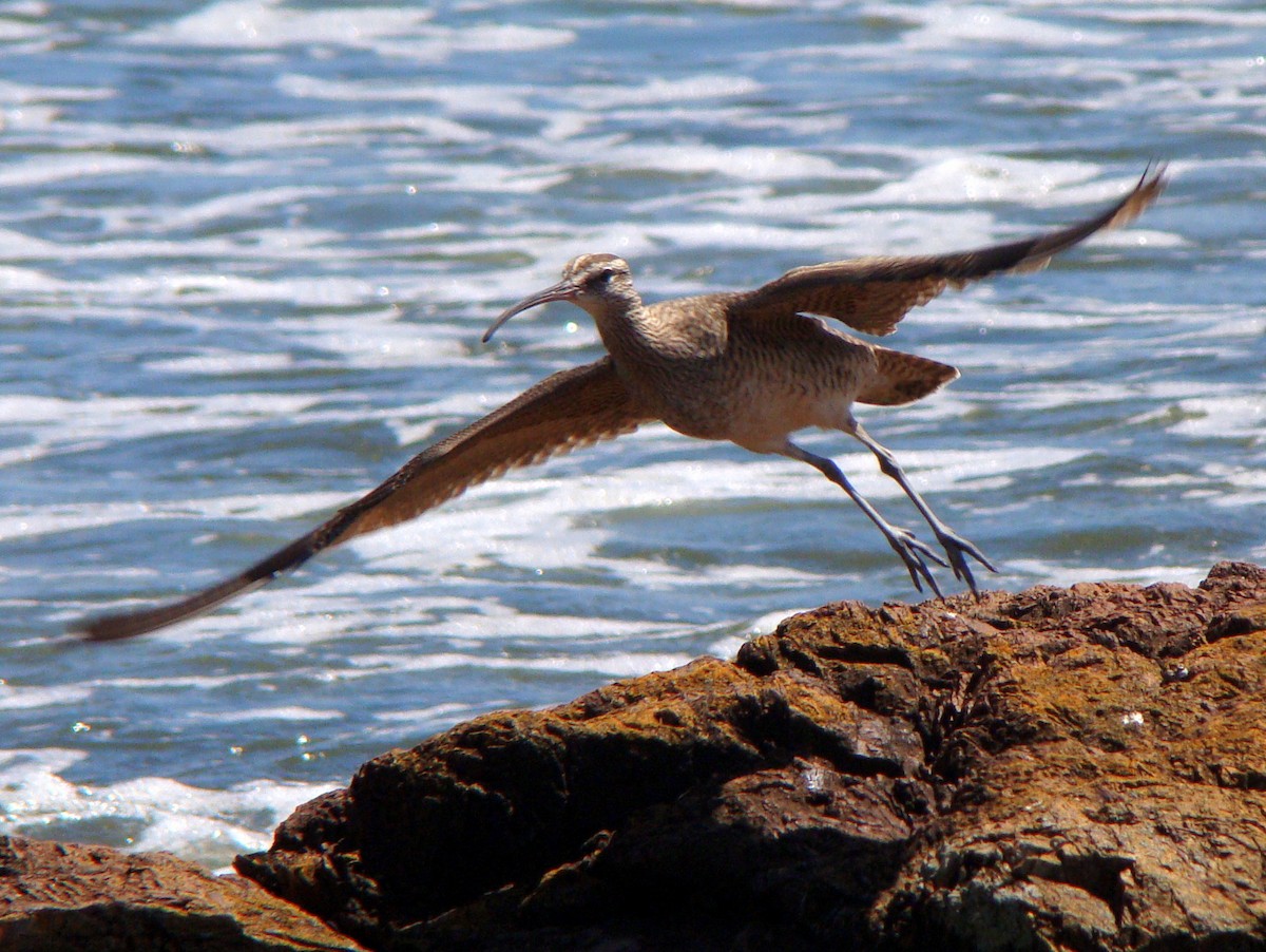 Whimbrel - Carlos Crocce