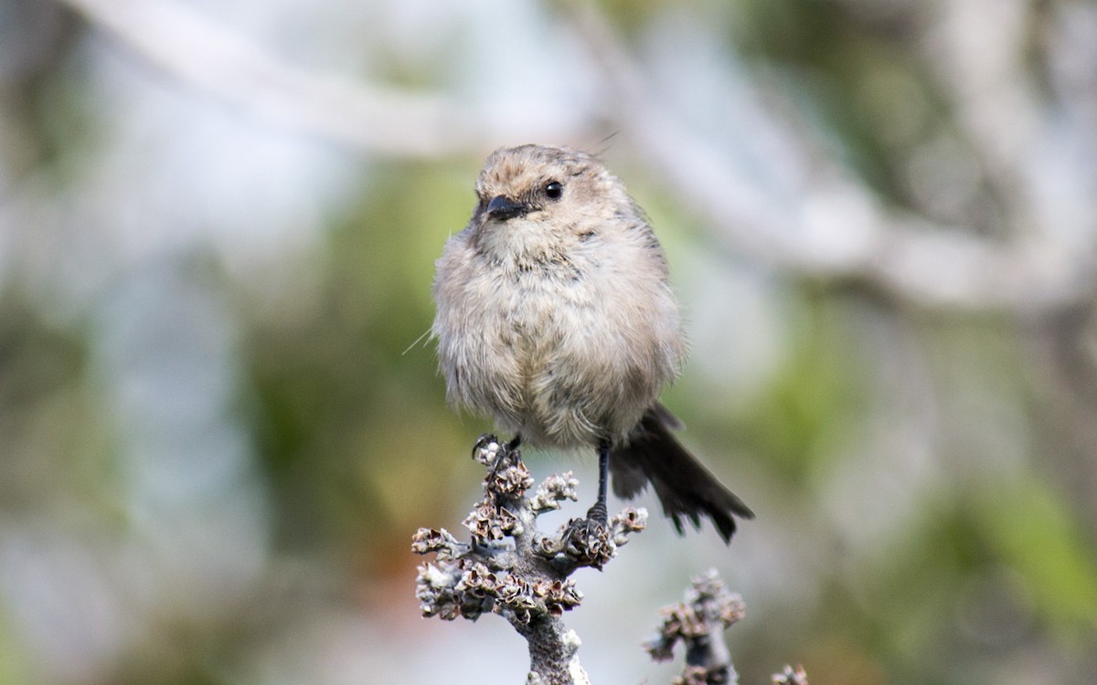 Bushtit - Peter Nguyen