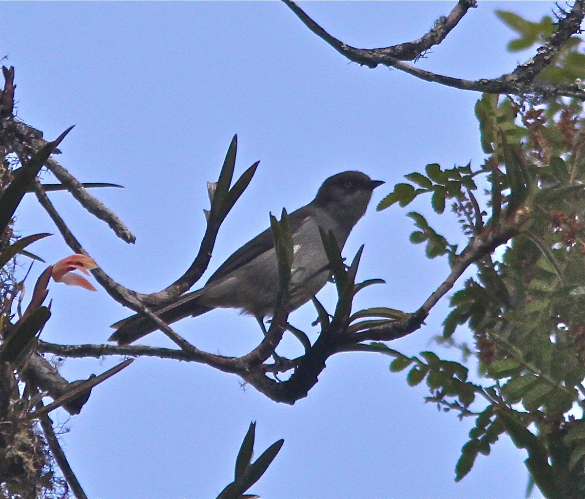 Drab Hemispingus - Don Roberson