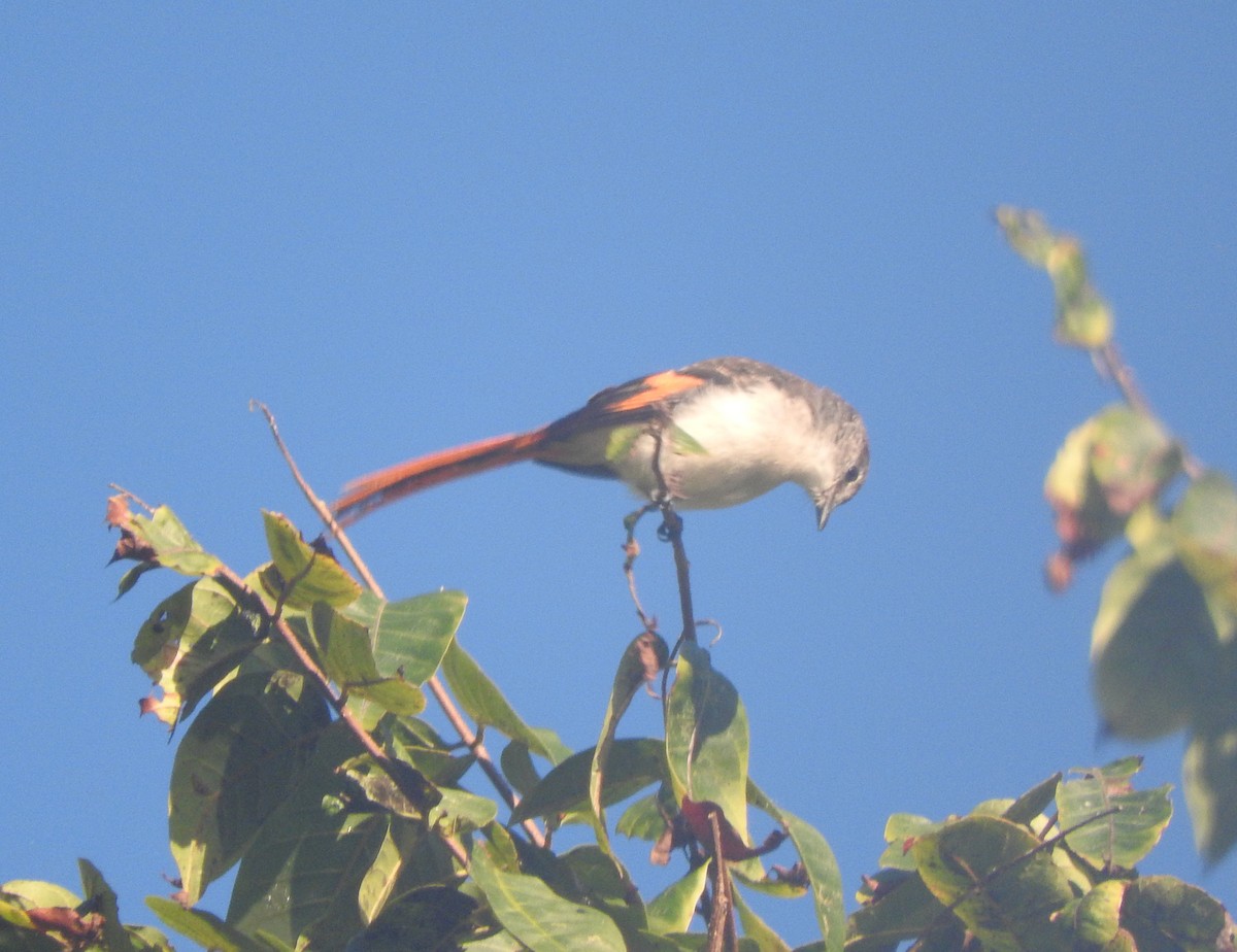 Minivet de Flores - ML67311041