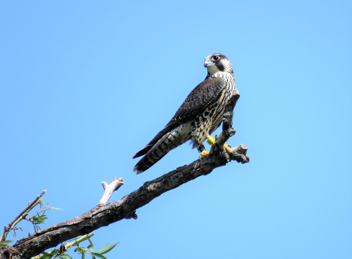 Peregrine Falcon - Theresa Dobko (td birder)