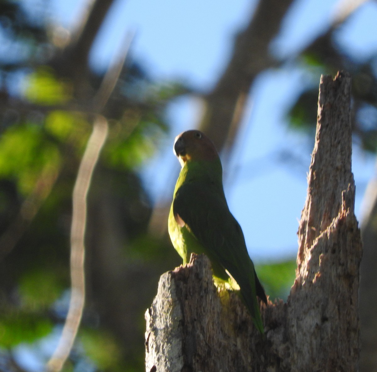 アカガオインコ - ML67311761