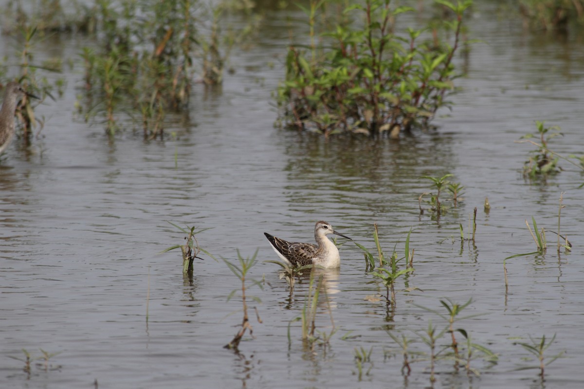 hvithalesvømmesnipe - ML67312861