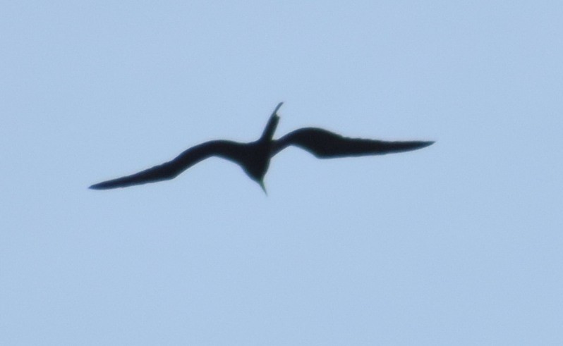 Magnificent Frigatebird - CARLOS ARIEL LOPEZ ZULETA