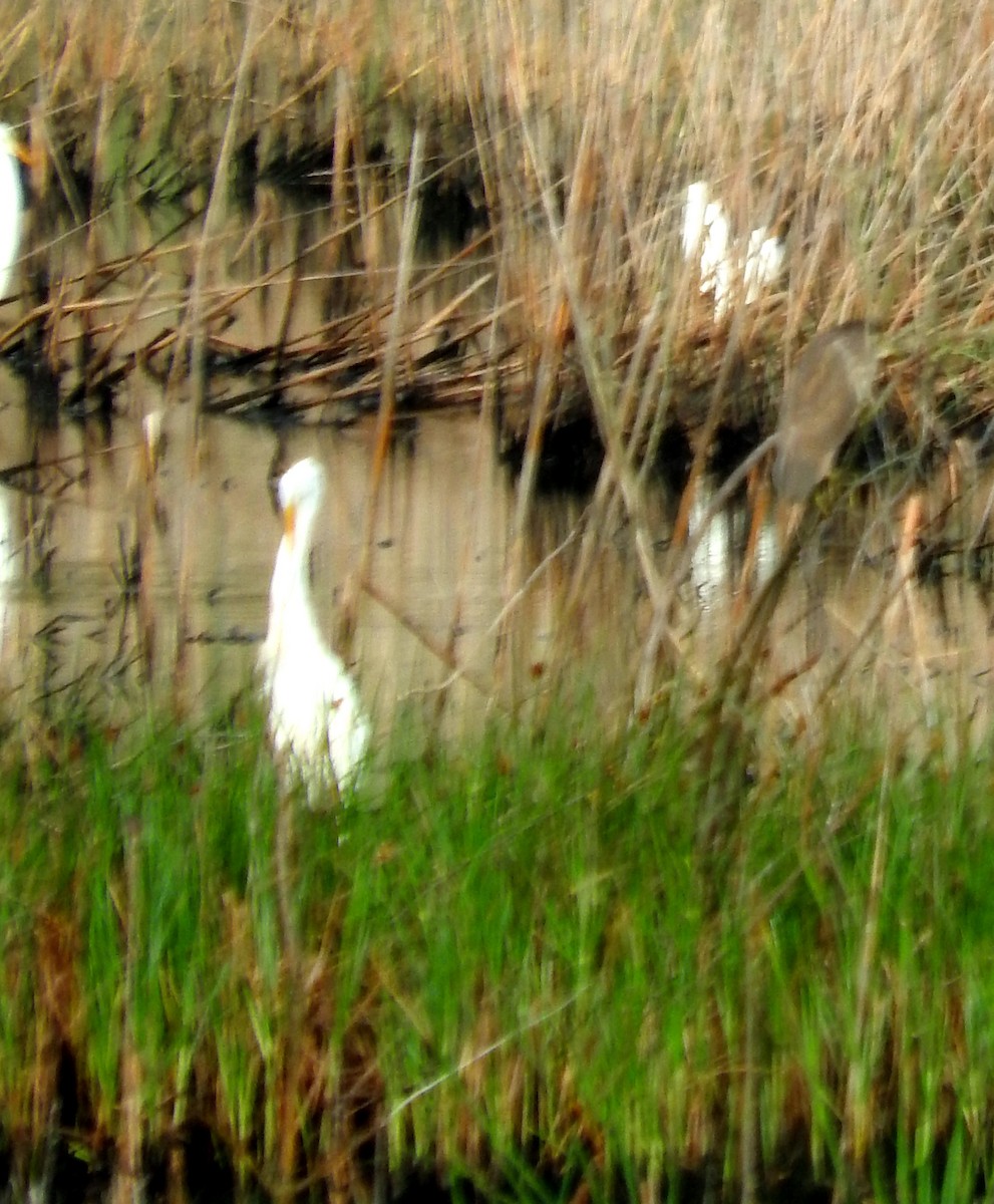 Black-crowned Night Heron - ML67313011