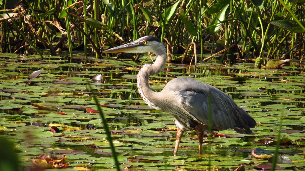 Garza Azulada - ML67313041