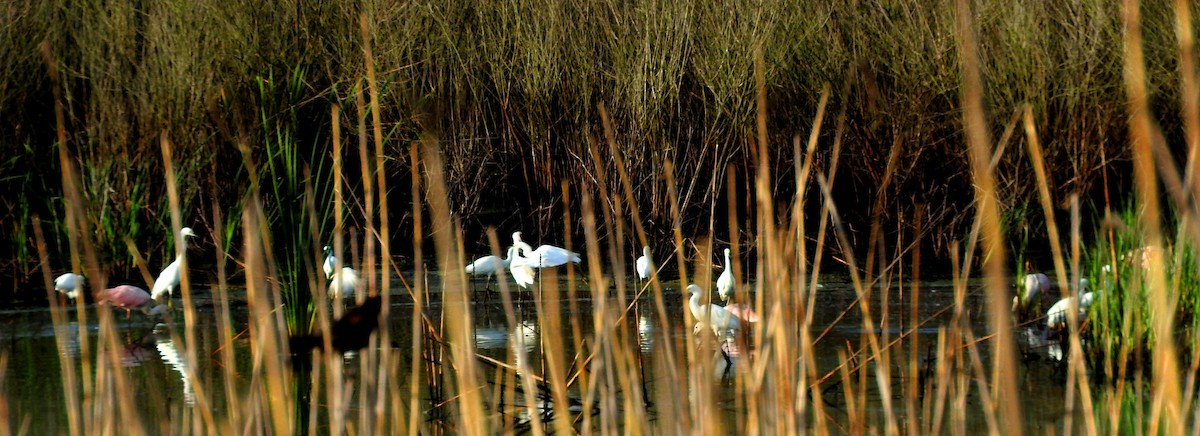 Snowy Egret - ML67313501