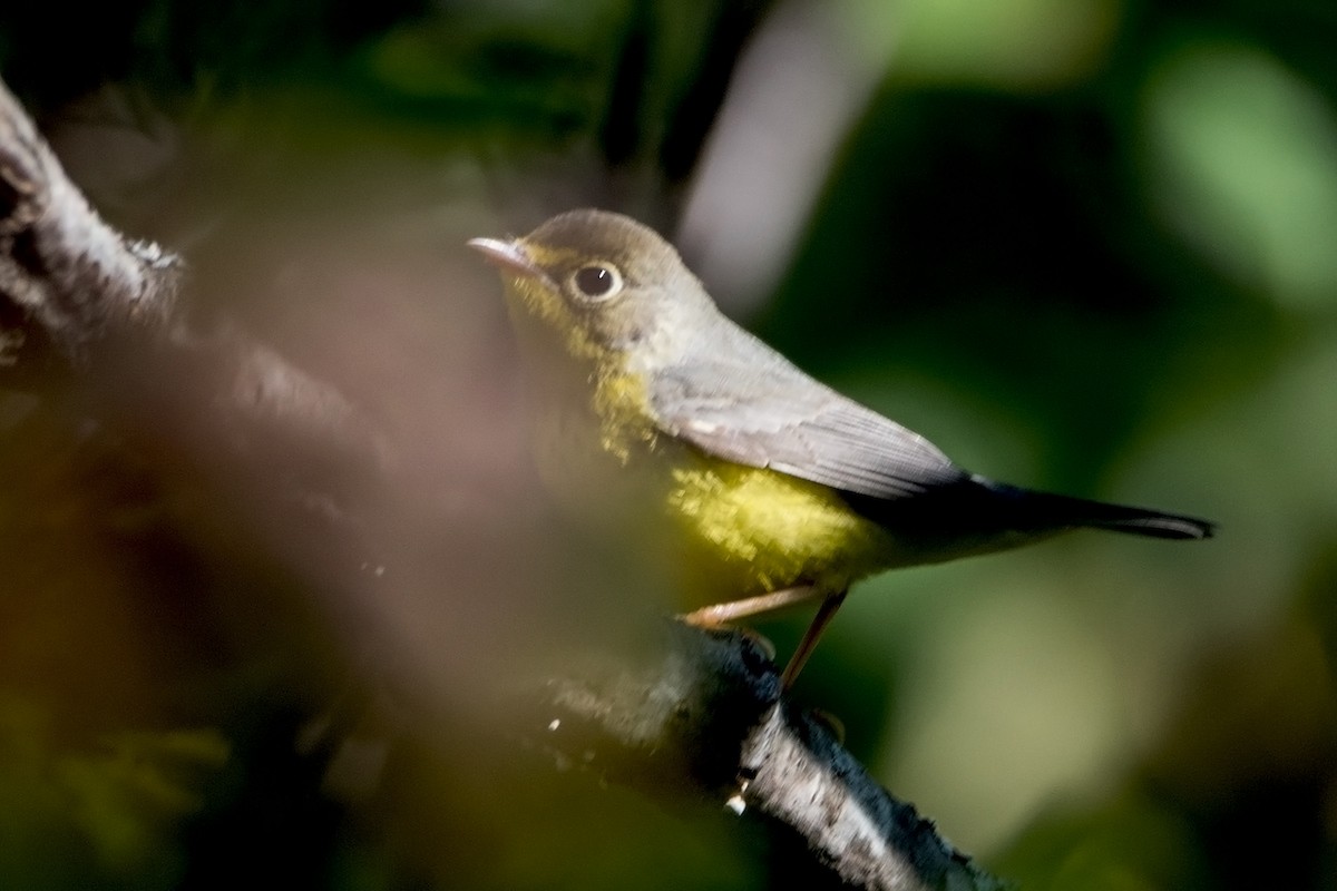 Canada Warbler - Sue Barth