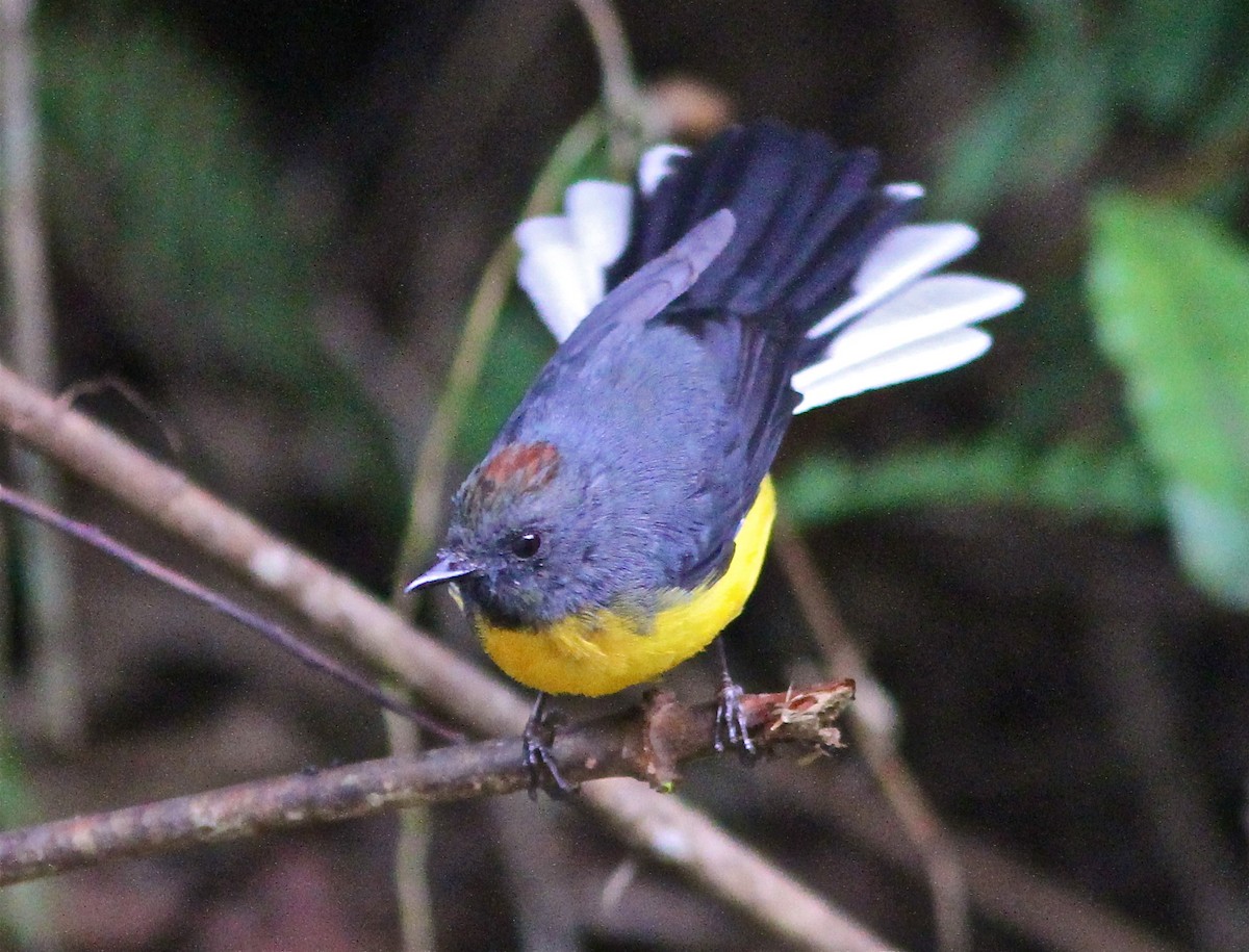 Slate-throated Redstart - ML67313811