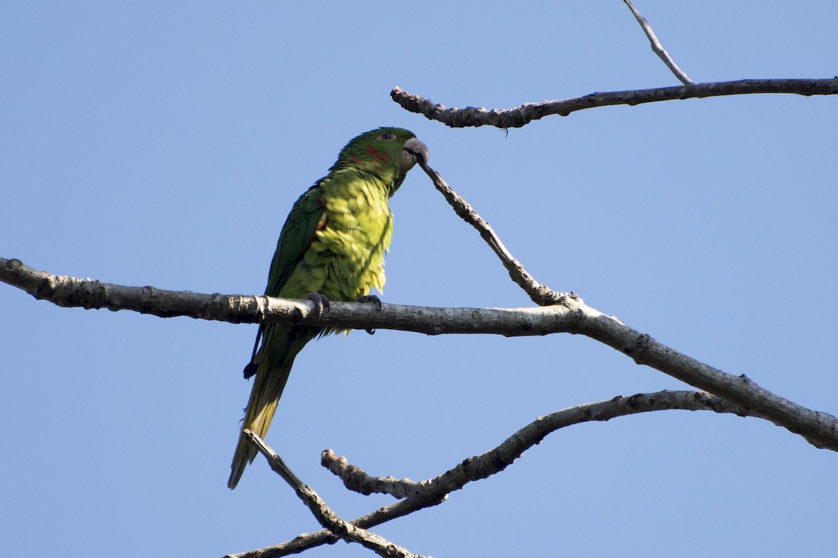 White-eyed Parakeet - ML67313831