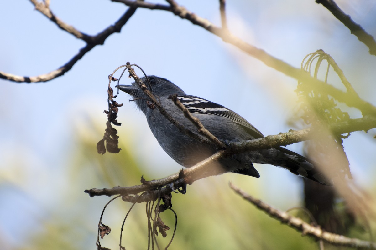 Variable Antshrike - ML67313881