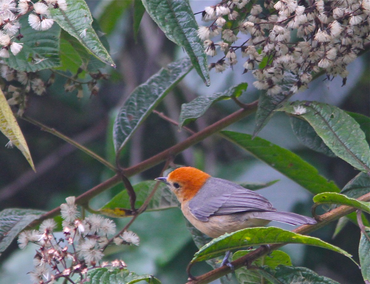 Buff-bellied Tanager - ML67314001