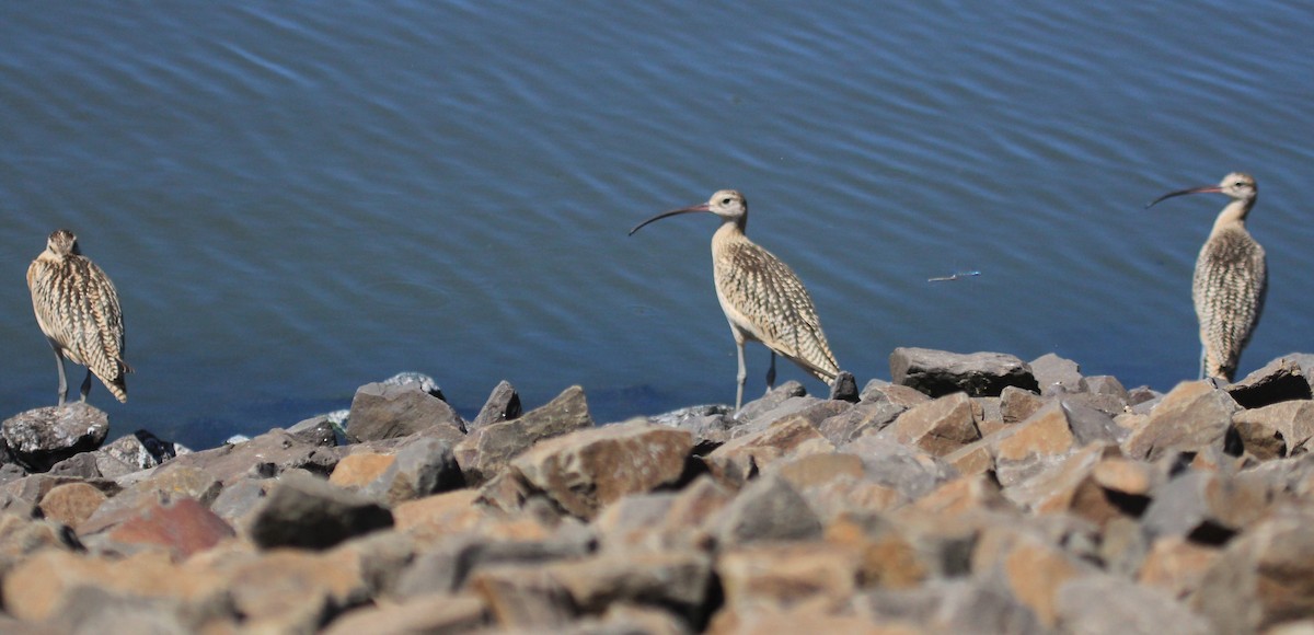 Long-billed Curlew - Nels Nelson