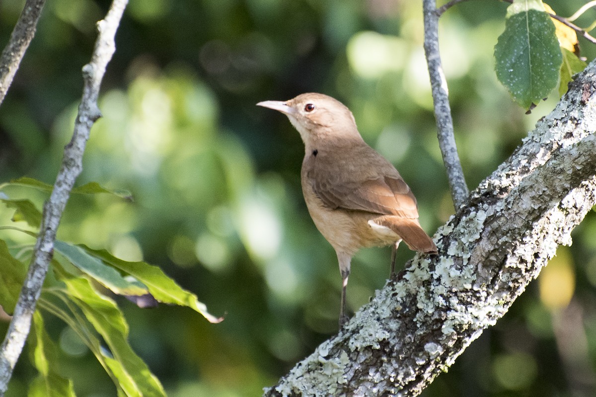 Rufous Hornero - ML67314241