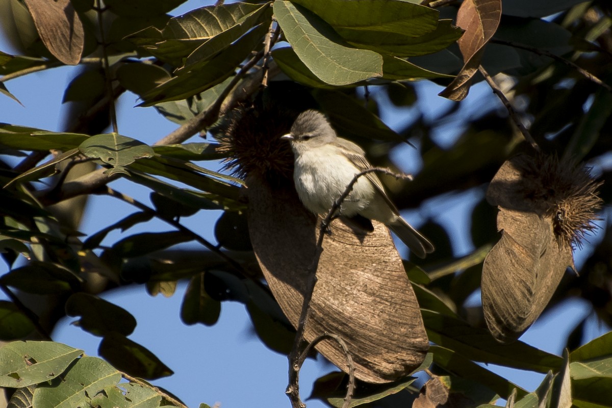 Southern Beardless-Tyrannulet - ML67314391