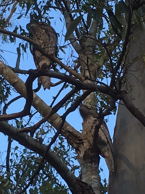 Tawny Frogmouth - ML67314491