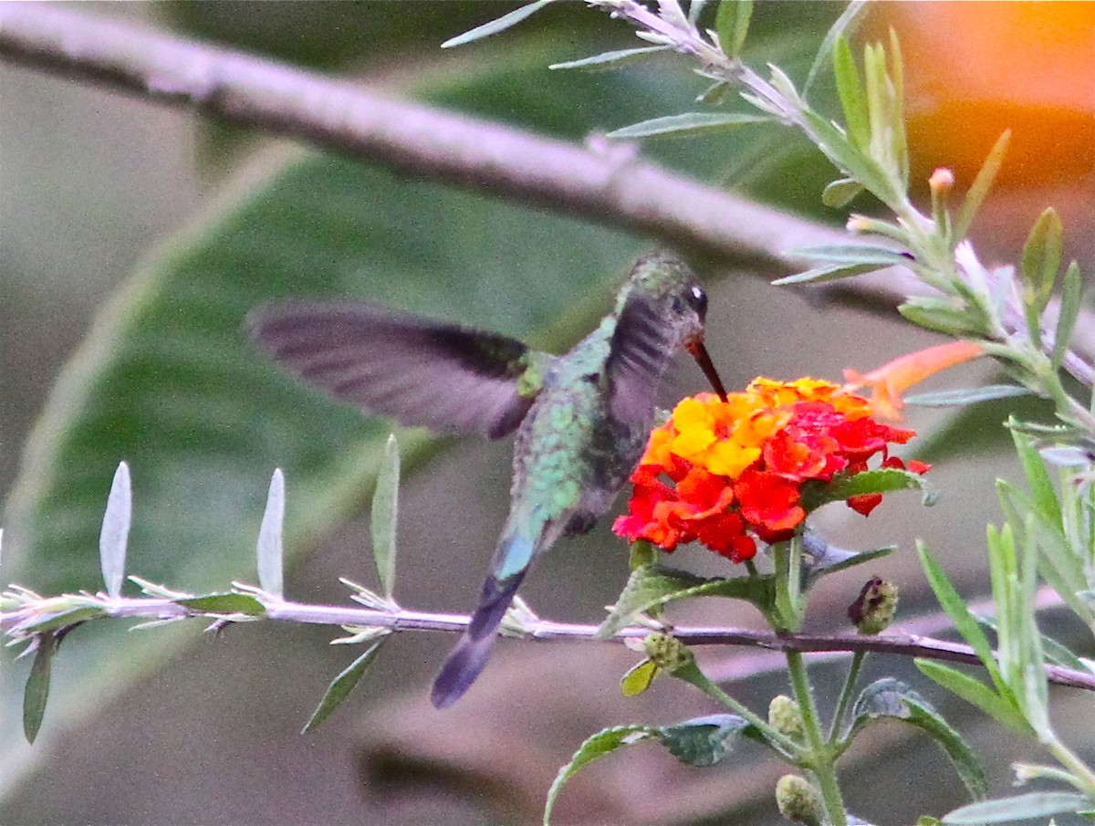 Colibrí Admirable - ML67314511