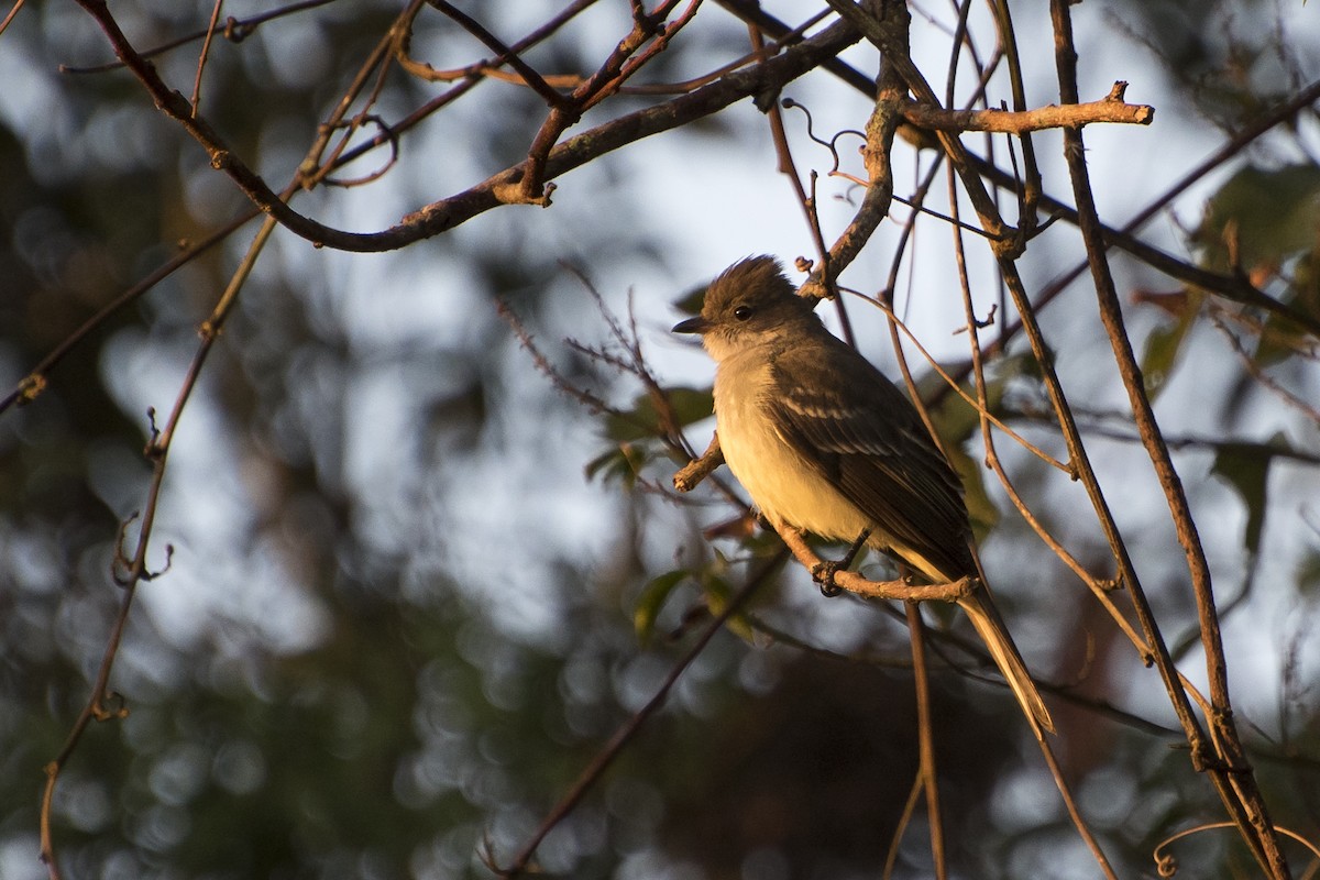 Large Elaenia - ML67314551