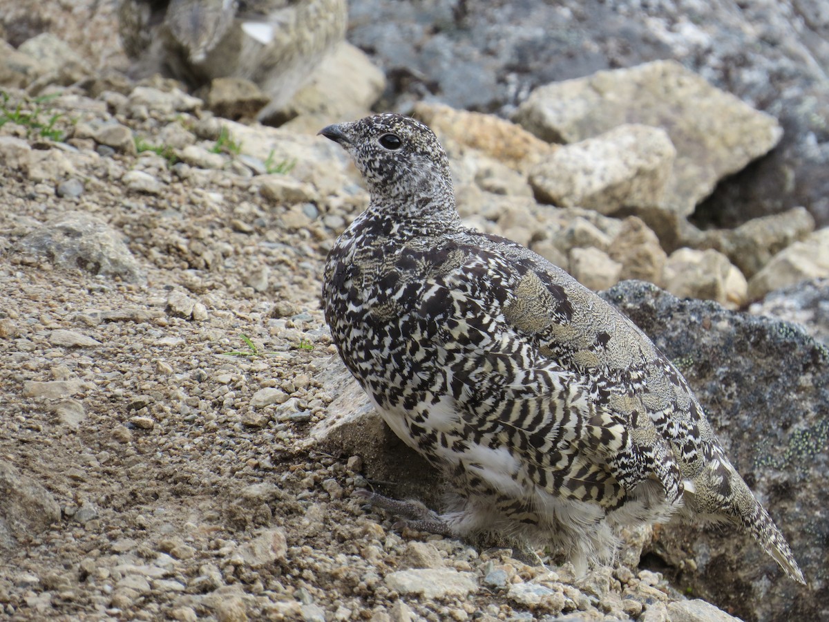 White-tailed Ptarmigan - ML67314641